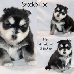 Snooky Poo - Black and white male Pomsky puppy in Denham Springs, Louisiana from Bayouland Pomskies