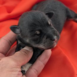 Boy 2 - male Miniature Schnauzer puppy in Cumming, Georgia from Bella Pups LLC