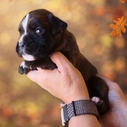 M3gan (girl) - Brindle female Boxer puppy in Red Boiling Springs, Tennessee from Silver Rain