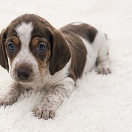 Rollo - Chocolate and tan male Dachshund puppy in Desloge, Missouri from Snows Doxies