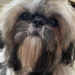 Princess - Shih Tzu