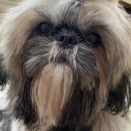 Princess - Shih Tzu