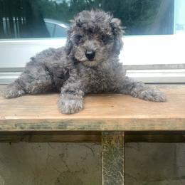 Stitch 1300 - Merle male Yorkipoo puppy in Gastonia, North Carolina from Dynasty Kennel