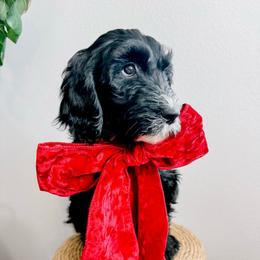 Phoebe - Black and white female Sheepadoodle puppy in Republic, Missouri from DOOD & Co
