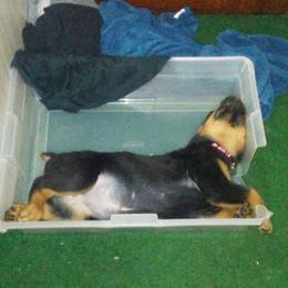 Rottweiler Puppies from Gregory Mulkey's Rottweilers