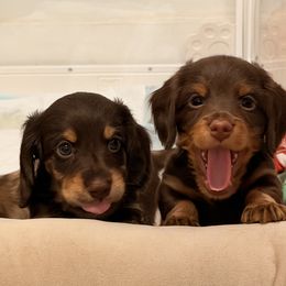 Dachshund Puppies from Andrea Swayne