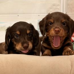 Dachshund Puppies from Andrea Swayne