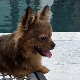 Sunshine Mi-Ki's Archie - Brown male Mi-Ki puppy in Fort Myers Beach, Florida from Sunshine Mi-Ki's