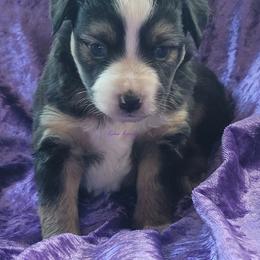 Liberty - Black tri female Miniature Australian Shepherd puppy in Deer Park, Washington from Rodeo Aussies