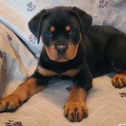 Rottweiler Puppies from Guardian Angel Rottweiler