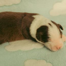Red boy - Red tri-color male Australian Shepherd puppy in Cotati, California from Tried and True Aussies