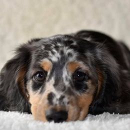 Dachshunds from Dreamscape Dachshunds