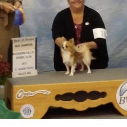 Timmy - Chihuahua
