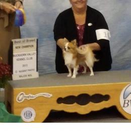 Timmy - Chihuahua
