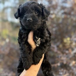 Daisy - Black female Yorkipoo puppy in Henderson, North Carolina from Dorans Danes and Doodles