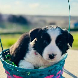 Red - Black and white female Border Collie puppy in Minden, Iowa from Rocking N Registered Border Collies & Labradors