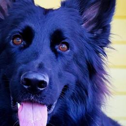 Natiz - German Shepherd