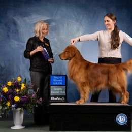 Golden Retriever Puppies from Sound Golden Retrievers