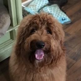 Pippi - Goldendoodle