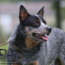 Booger - Australian Cattle Dog