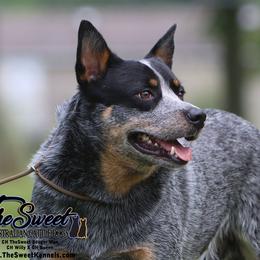 Booger - Australian Cattle Dog