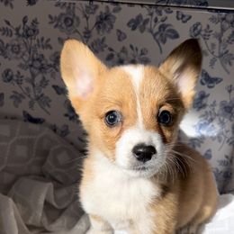 Boy 2 - Pembroke Welsh Corgi puppy from Corgi Farms