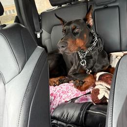 Hades - Black and rust male Doberman Pinscher puppy in Bruce Township, Michigan from Eminent Dobermans