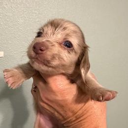 Luna - Dapple female Dachshund puppy in Irving, Texas from DFW Dachshunds by G & S