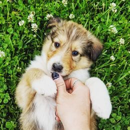 Collie Puppies from Lanz Hollow Farm