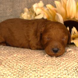 Teddy - Red  male Poodle puppy in Stokesdale, North Carolina from His and Hers Poodles and Doodles