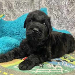 Boy 2 - Black male Black Russian Terrier puppy in Oklahoma from Ter’Avalon Kennel