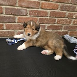 Baloo - Sable male Collie puppy in Temple, Pennsylvania from Rimma's Collies