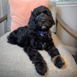 Cole - Black male Goldendoodle puppy in Murrieta, California from Apricot Poodles & Goldendoodles, LLC