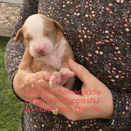 Bernedoodle Puppies from Pitter Patter Puppies NJ