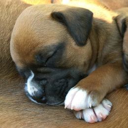 Boxers from Chippewa Valley Boxers