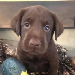 Labrador Retriever Puppies from Southern Elite Retrievers