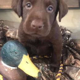 Labrador Retriever Puppies from Southern Elite Retrievers