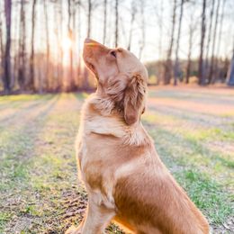 Maggie - Goldendoodle