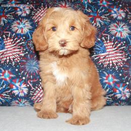 Lilac - Caramel female Australian Labradoodle puppy in Hackettstown, New Jersey from Sunny Heart Doodles