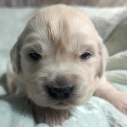 Teal - Light golden female Golden Retriever puppy in Roseburg, Oregon from Unbound Goldens