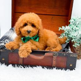 Eddie - Red  male Goldendoodle puppy in North Carolina from NC Doodle Puppies