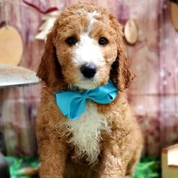 Goldendoodles from Texas Doodles