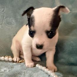 Anna (runt) charting at 3 pound grown - Black and white female Chihuahua puppy in Seneca, Missouri from Stephanie’s Puppy Colony
