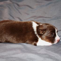 Harmony - Red tri-color female Australian Shepherd puppy in Marshall, Indiana from Larkwood Australian Shepherds
