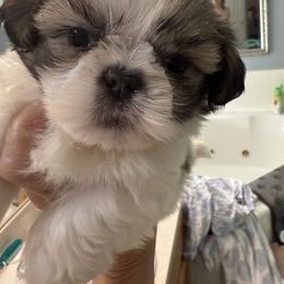 Maverick - Shih Tzu puppy from Bows and Bot Ties
