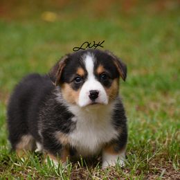 French Bulldog and Pembroke Welsh Corgi Puppies from Little Women's Frenchies & Corgis