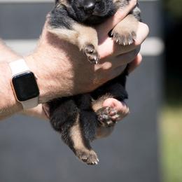 German Shepherd Puppies from Vom Haus Rabenstein