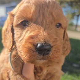 Cypress - Red  male Goldendoodle puppy in Red Oak, Iowa from Fisher Pups-Stay Golden with a Doodle