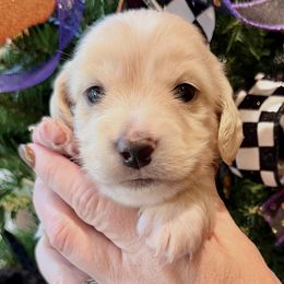Boy 1 - Cream male Dachshund puppy in Laurel, Mississippi from Kissinger Dachshunds