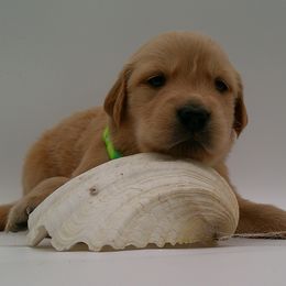 Pearl - Golden female Golden Retriever puppy in Salem, Oregon from Oregon Rose Goldens